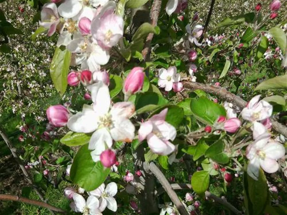 Naturcaravanpark Tisens