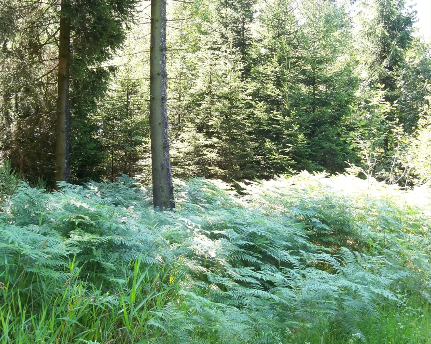 Camping Bleialf in Germany - Spottocamp - Spottocamp