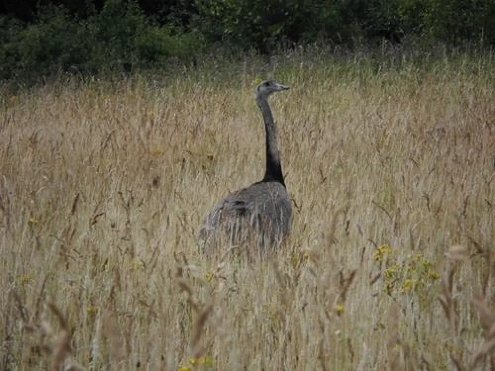 Naturcamping Buchholz