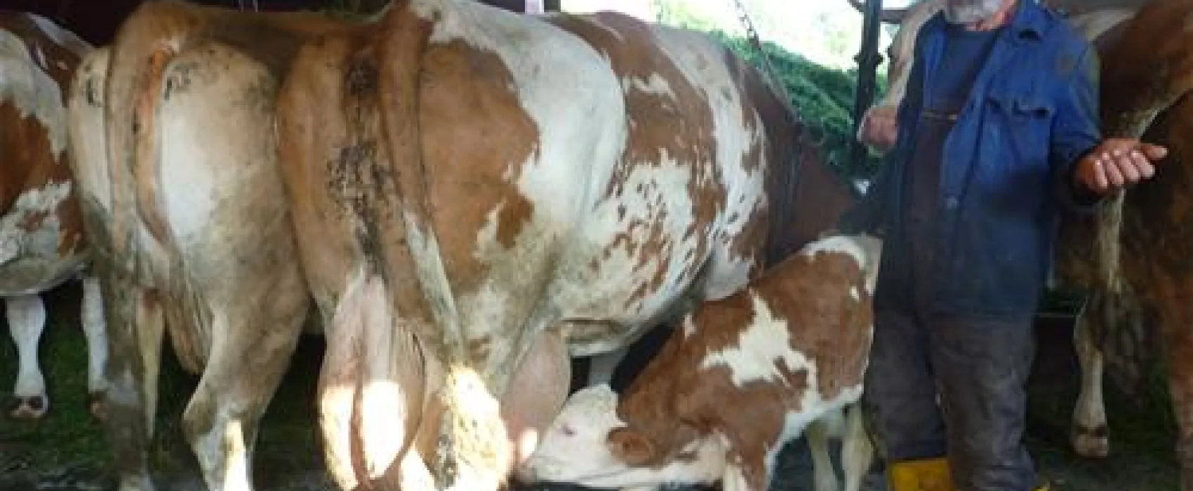 Campingplatz am Marktler Badesee