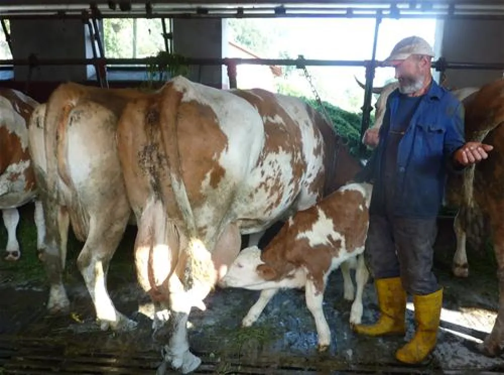 Campingplatz am Marktler Badesee