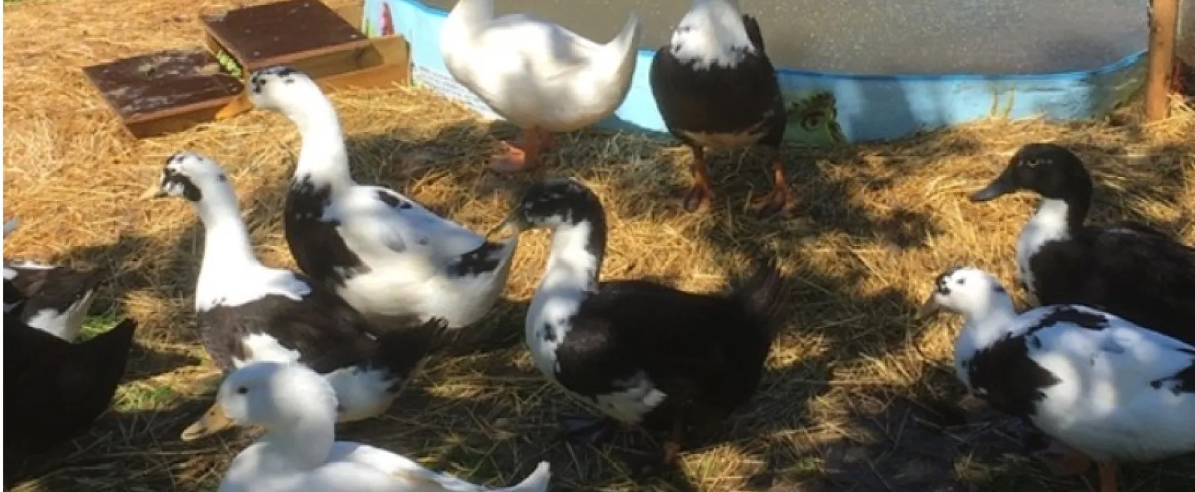 Omppula ja OMP-Taksi