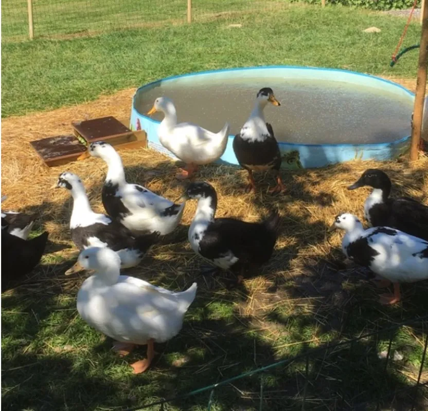 Omppula ja OMP-Taksi