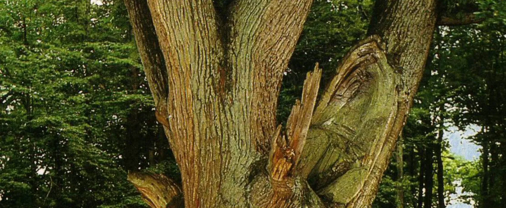 Camping an der Schwentine