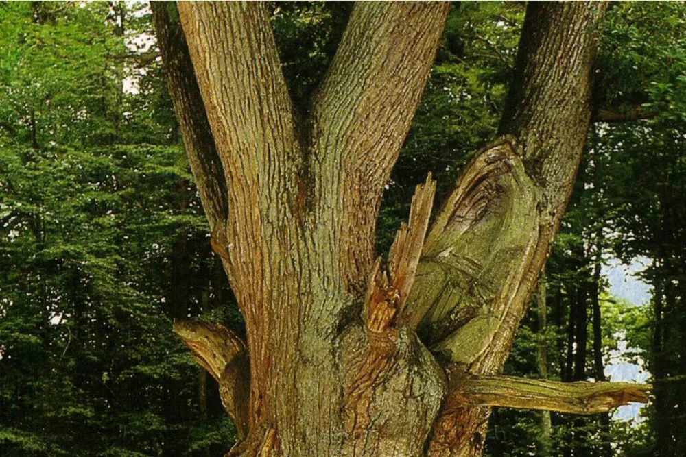 Camping an der Schwentine