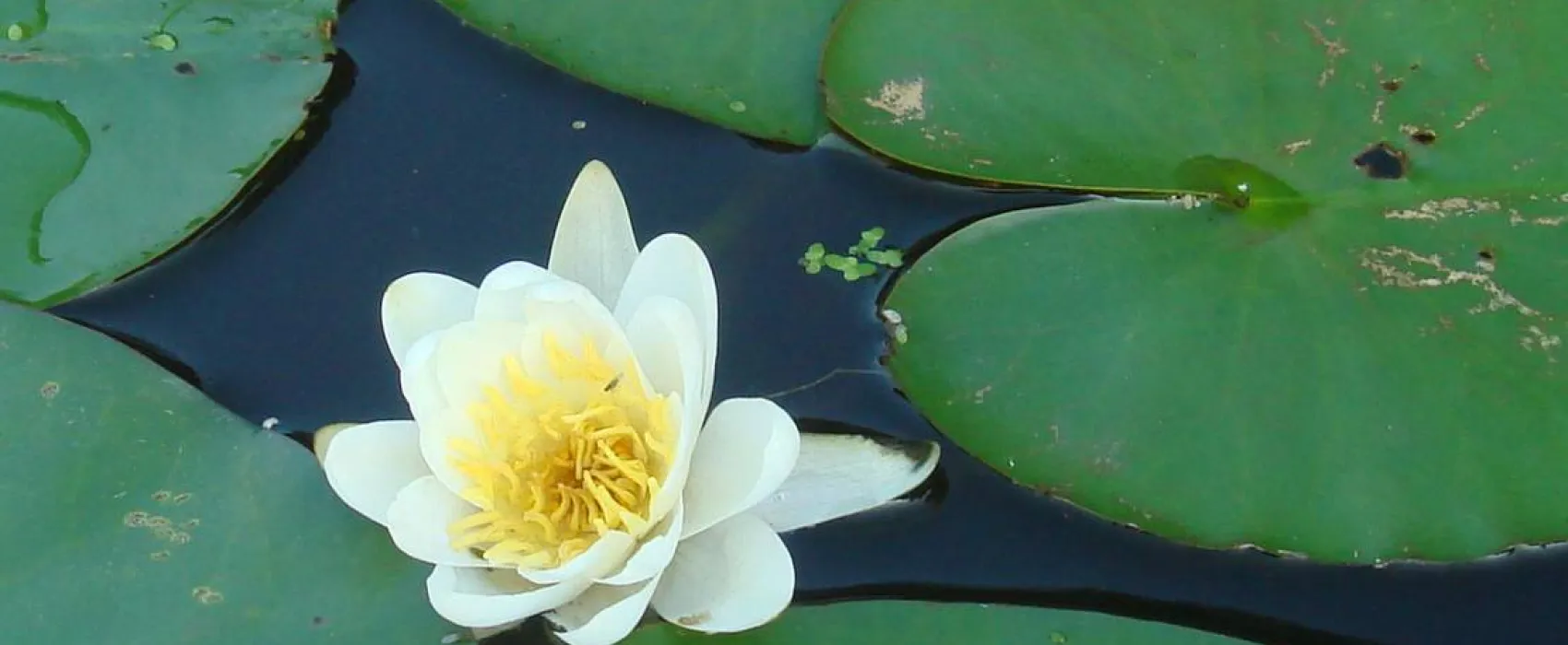 Camping an der Schwentine