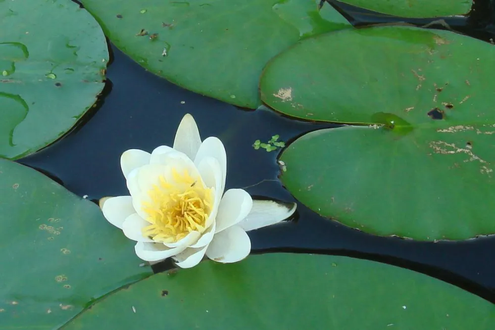 Camping an der Schwentine