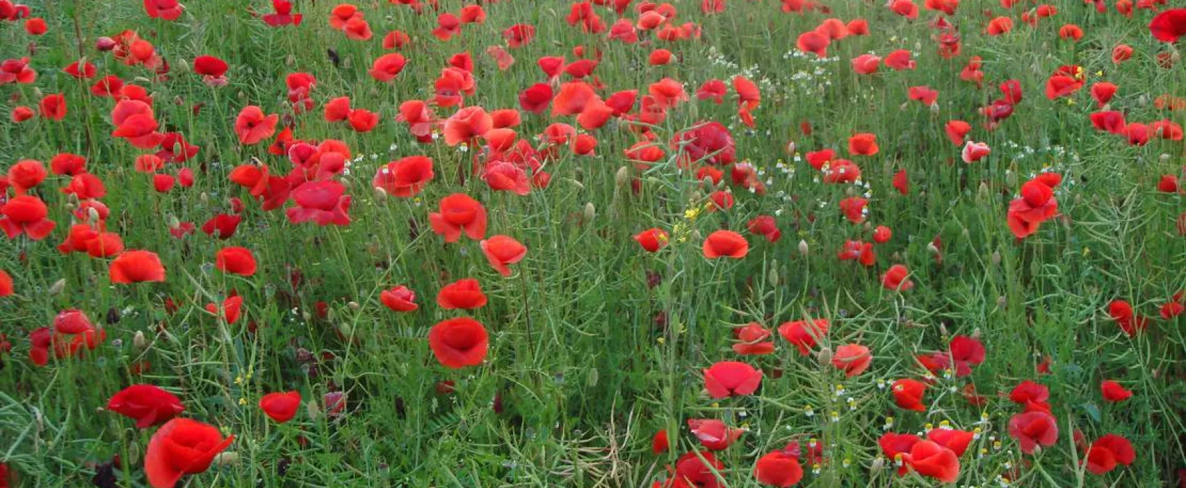 Camping an der Schwentine