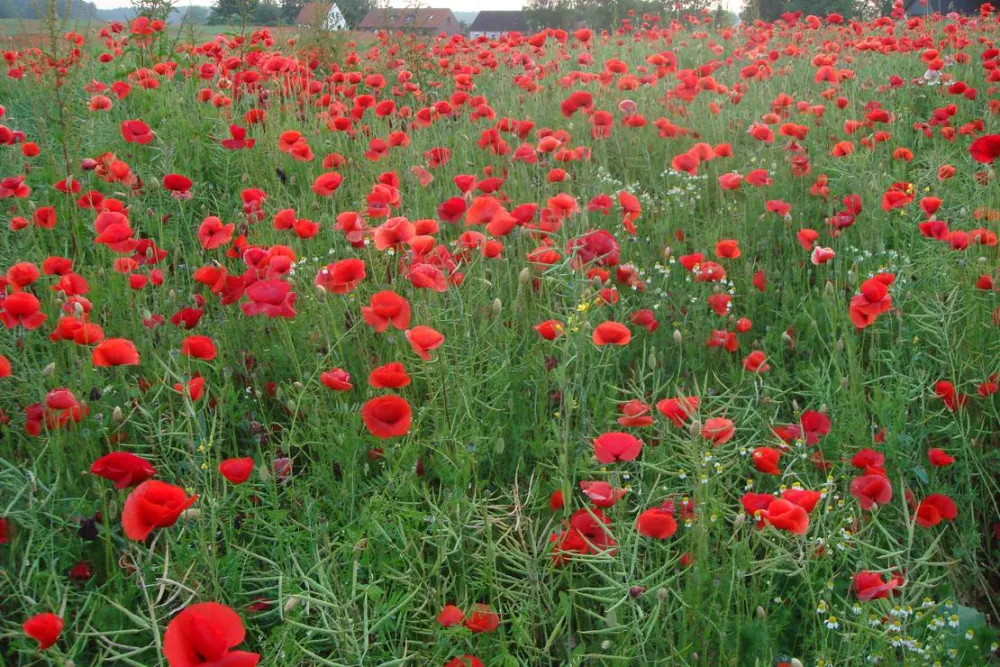 Camping an der Schwentine