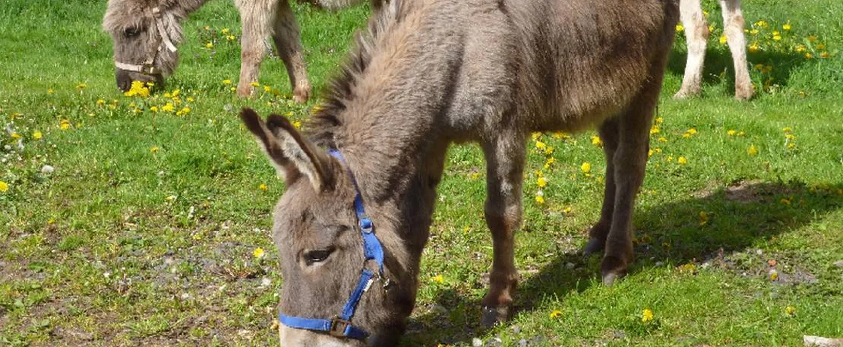 Naturcamping Berfhof