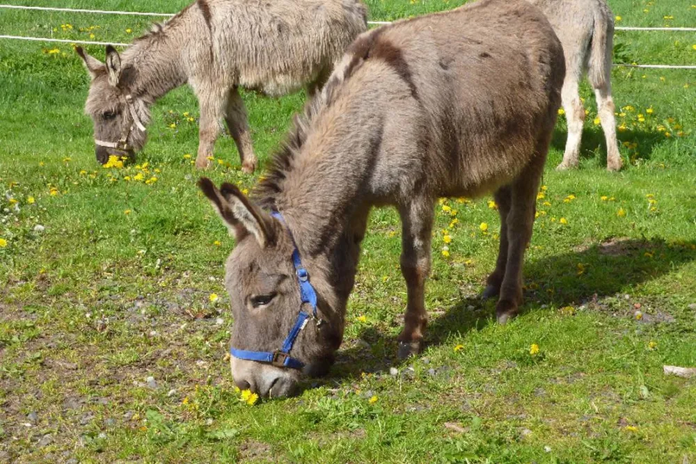 Naturcamping Berfhof