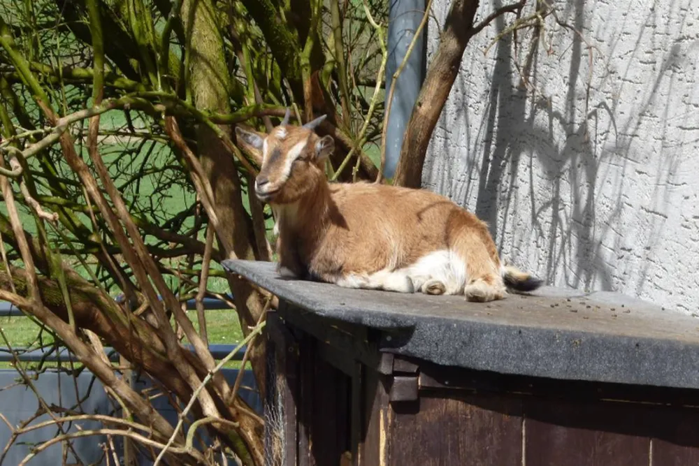 Naturcamping Berfhof