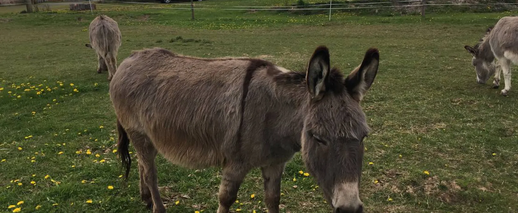 Naturcamping Berfhof