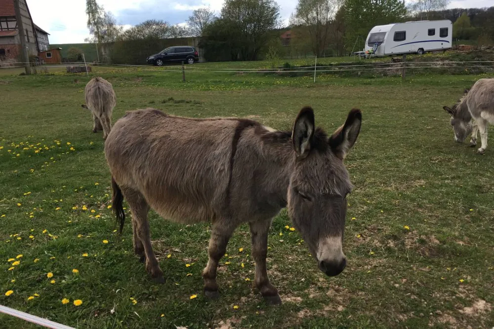 Naturcamping Berfhof