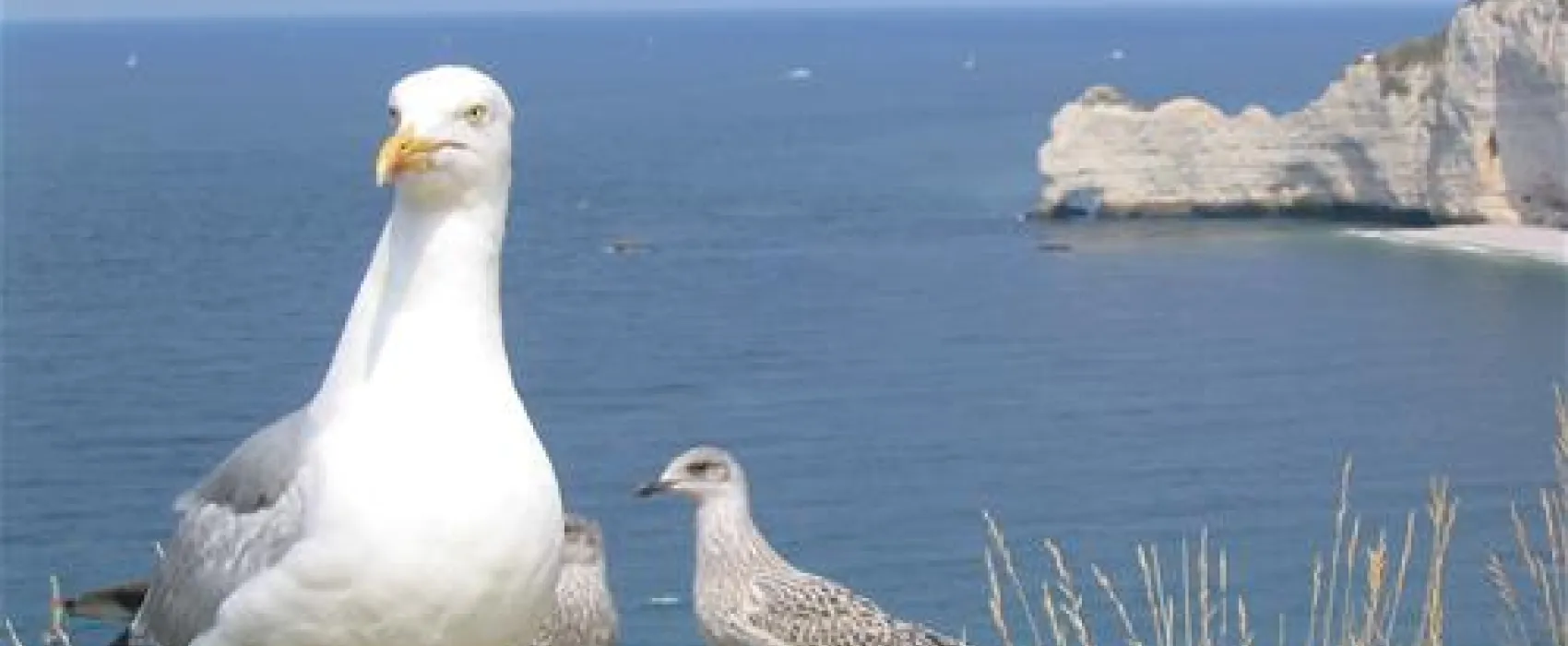 Camping Municipal Du Canada