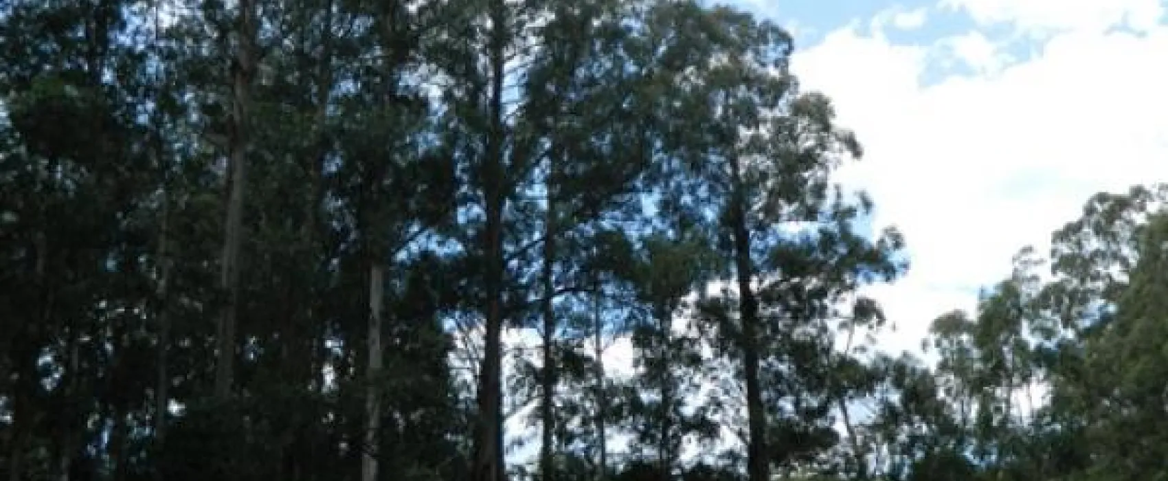 Toolangi Recreation Reserve Campground