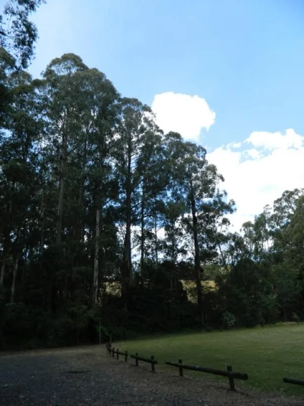 Toolangi Recreation Reserve Campground