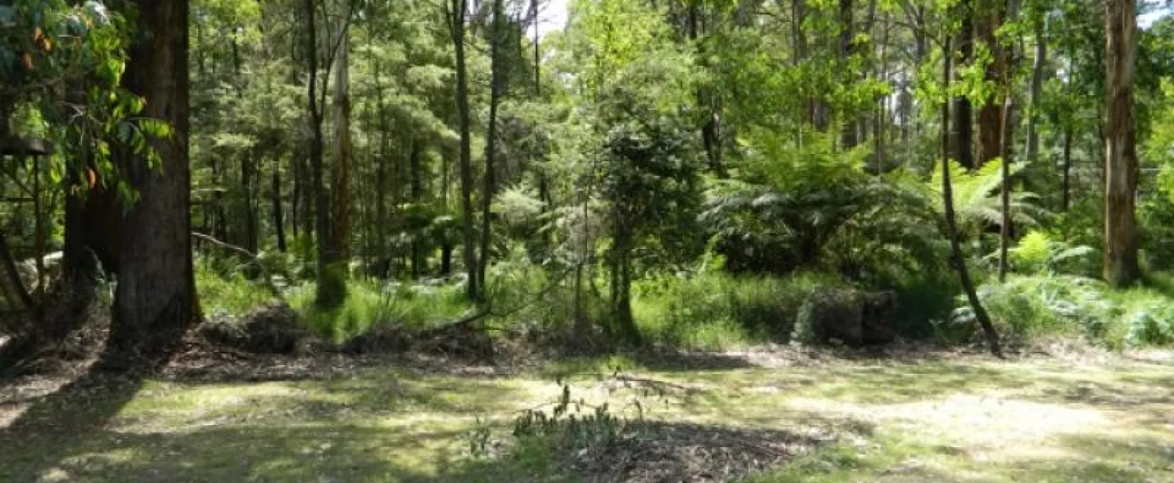 Toolangi Recreation Reserve Campground