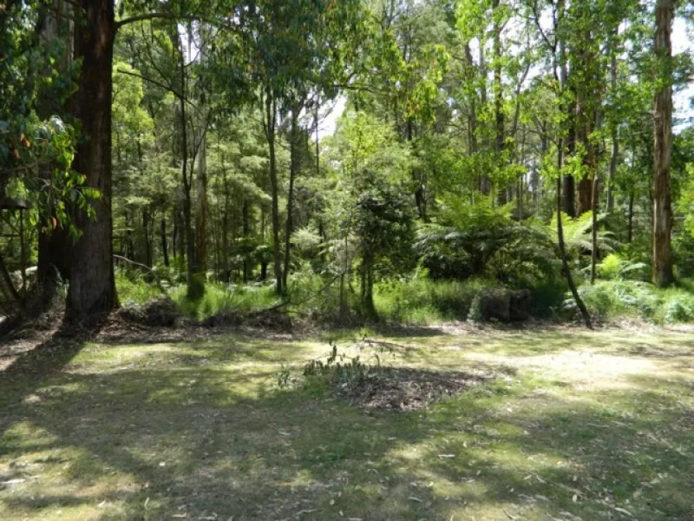 Toolangi Recreation Reserve Campground