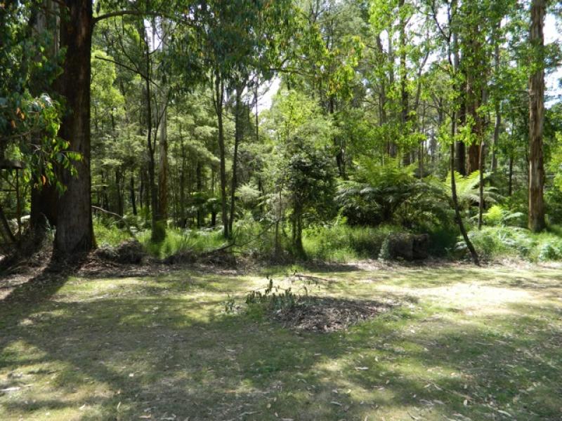 Toolangi Recreation Reserve Campground photo 5