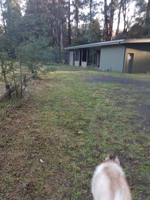 Toolangi Recreation Reserve Campground photo 4