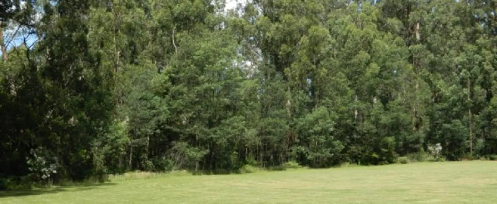 Toolangi Recreation Reserve Campground