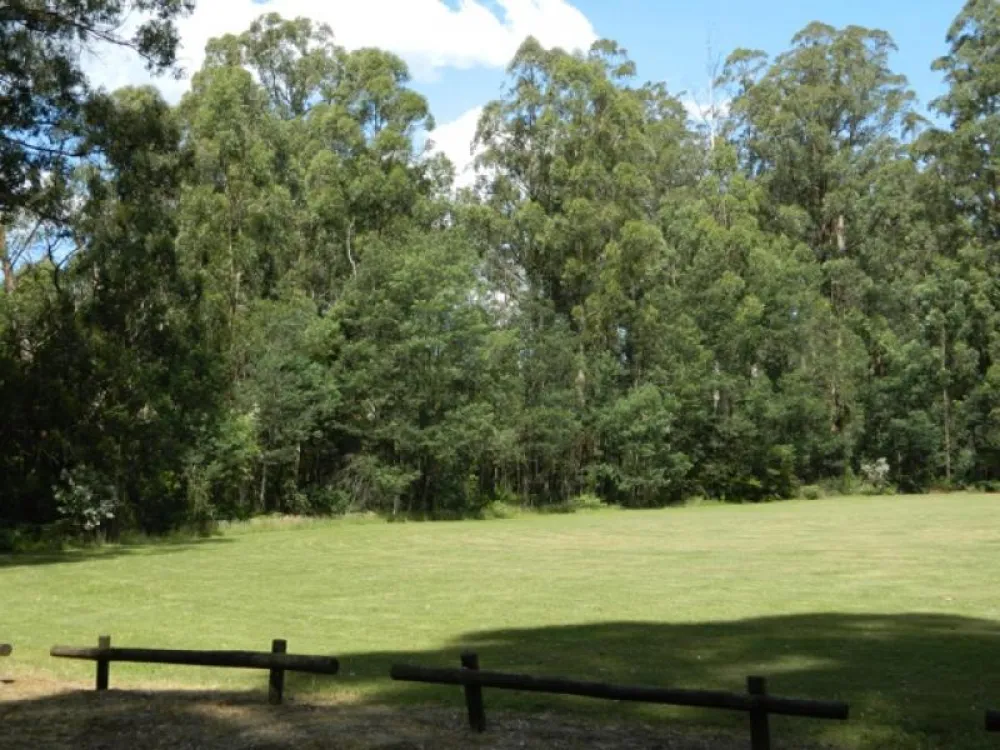 Toolangi Recreation Reserve Campground