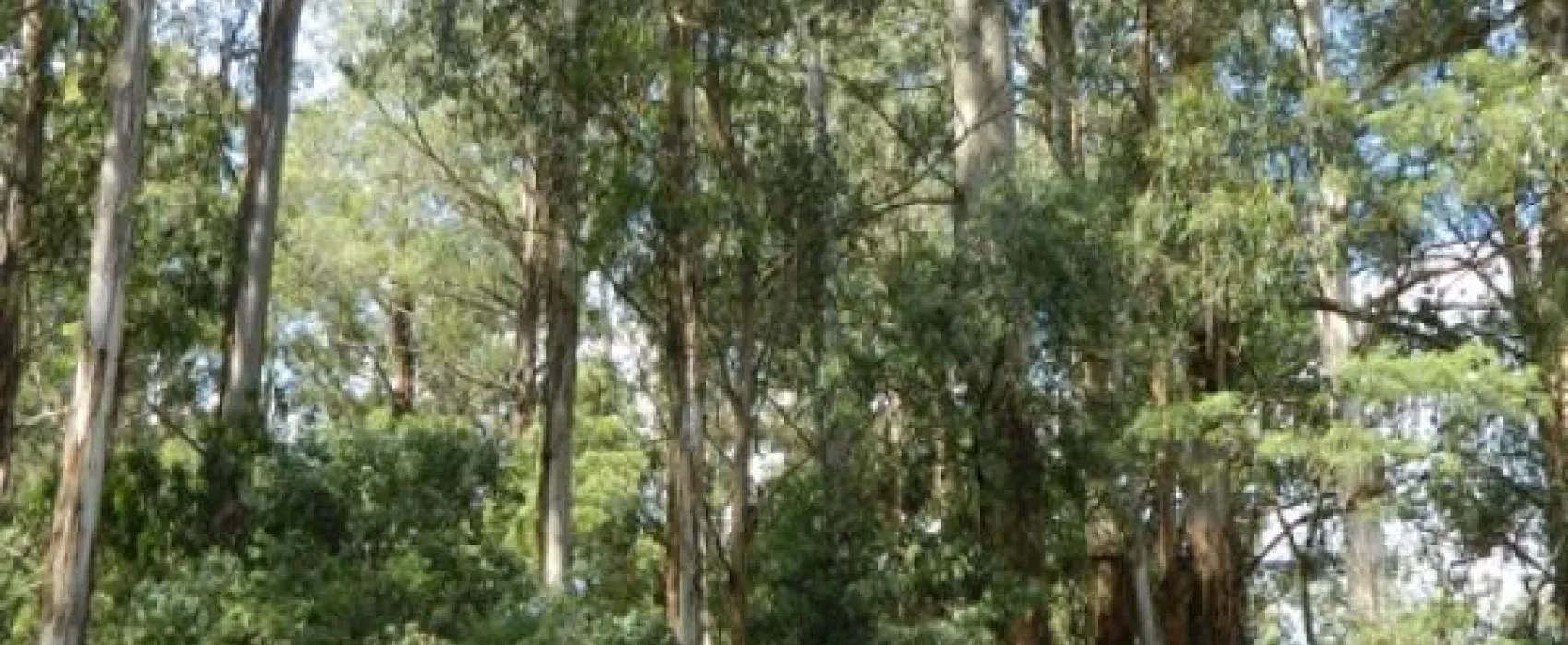 Toolangi Recreation Reserve Campground