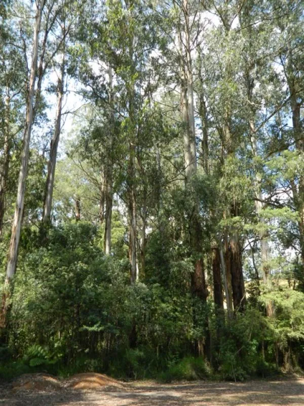 Toolangi Recreation Reserve Campground