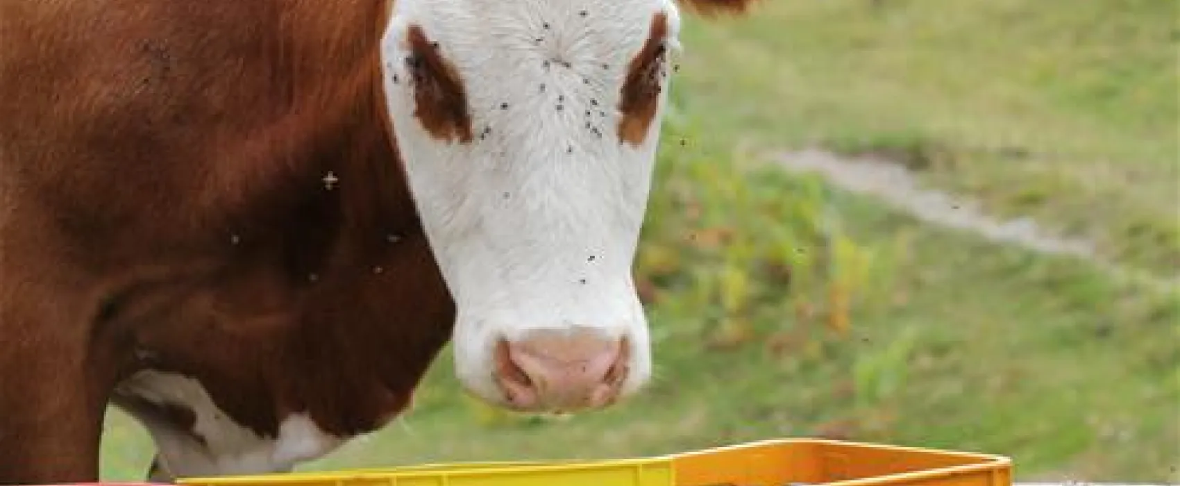 Panorama-Camping Lesachtal