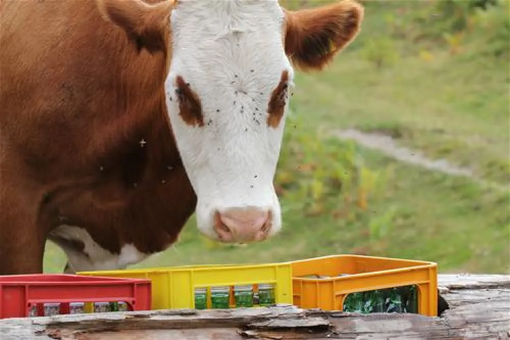 Panorama-Camping Lesachtal