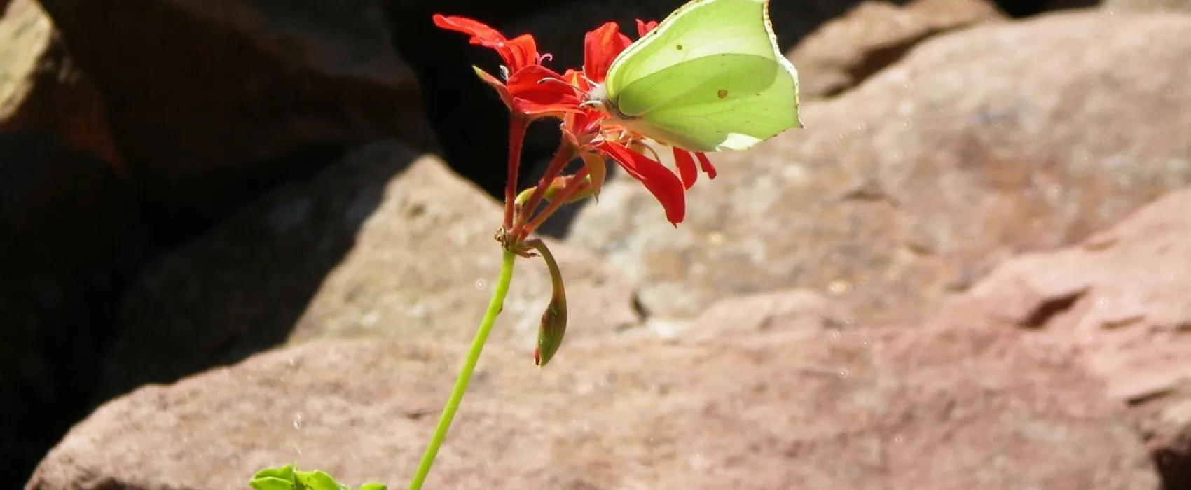 Odenwald Camping Park