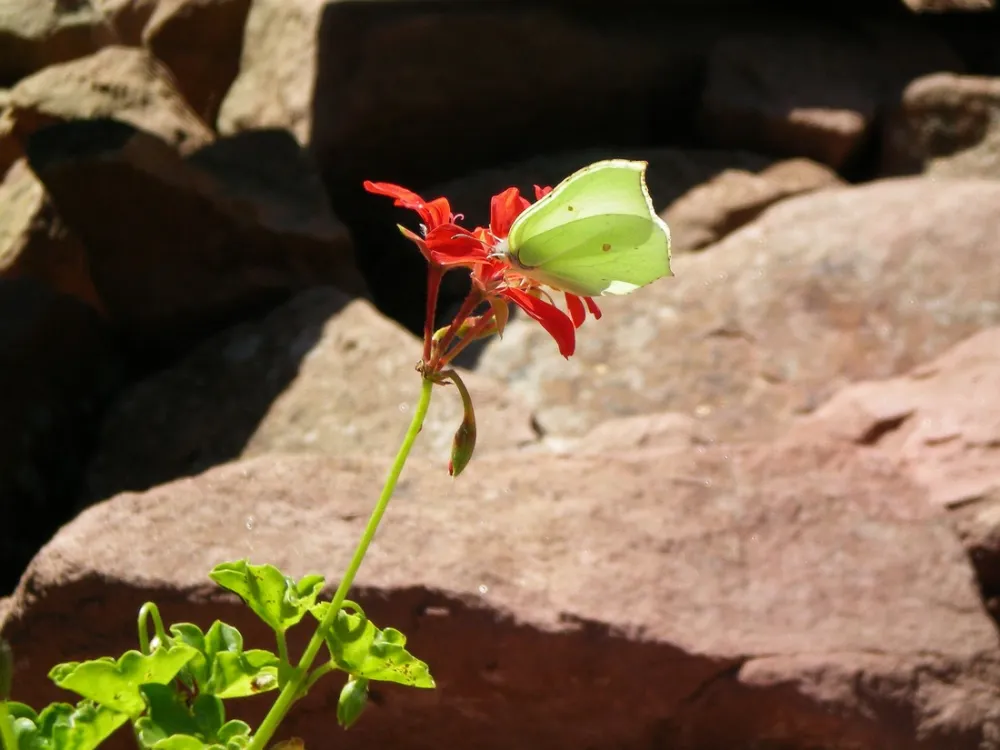 Odenwald Camping Park