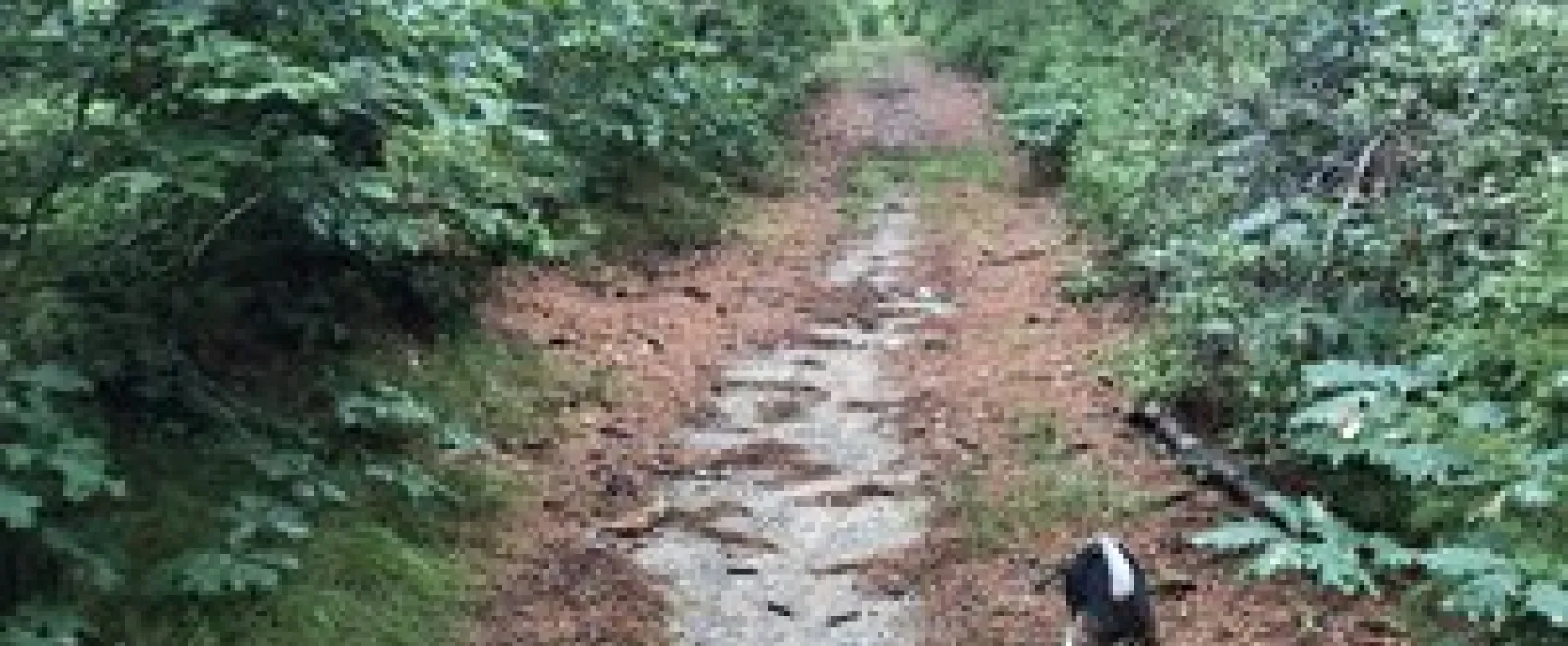 Massasoit State Park