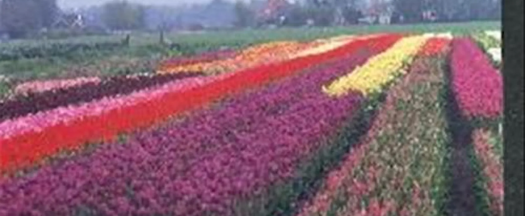 Vakantiedorp Het Grootslag