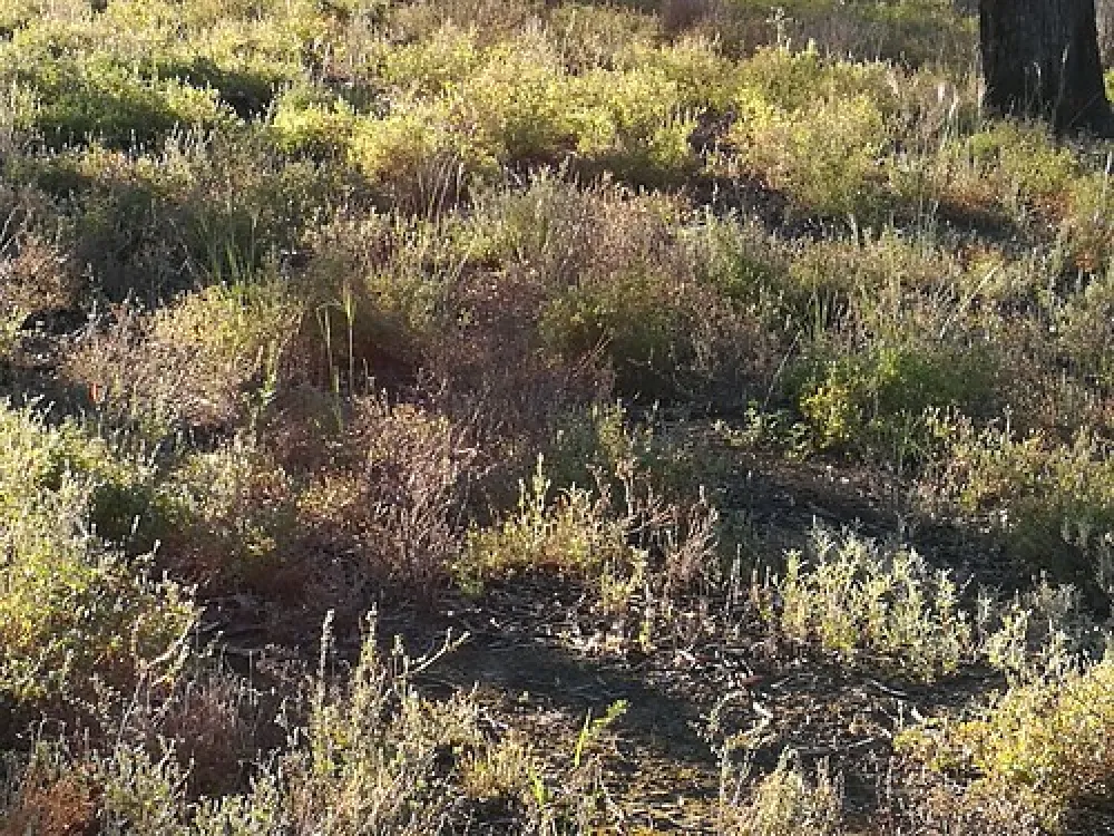 Sandy Point Reserve Campground