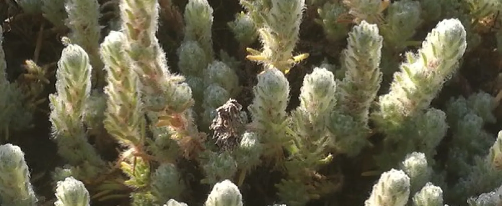 Sandy Point Reserve Campground