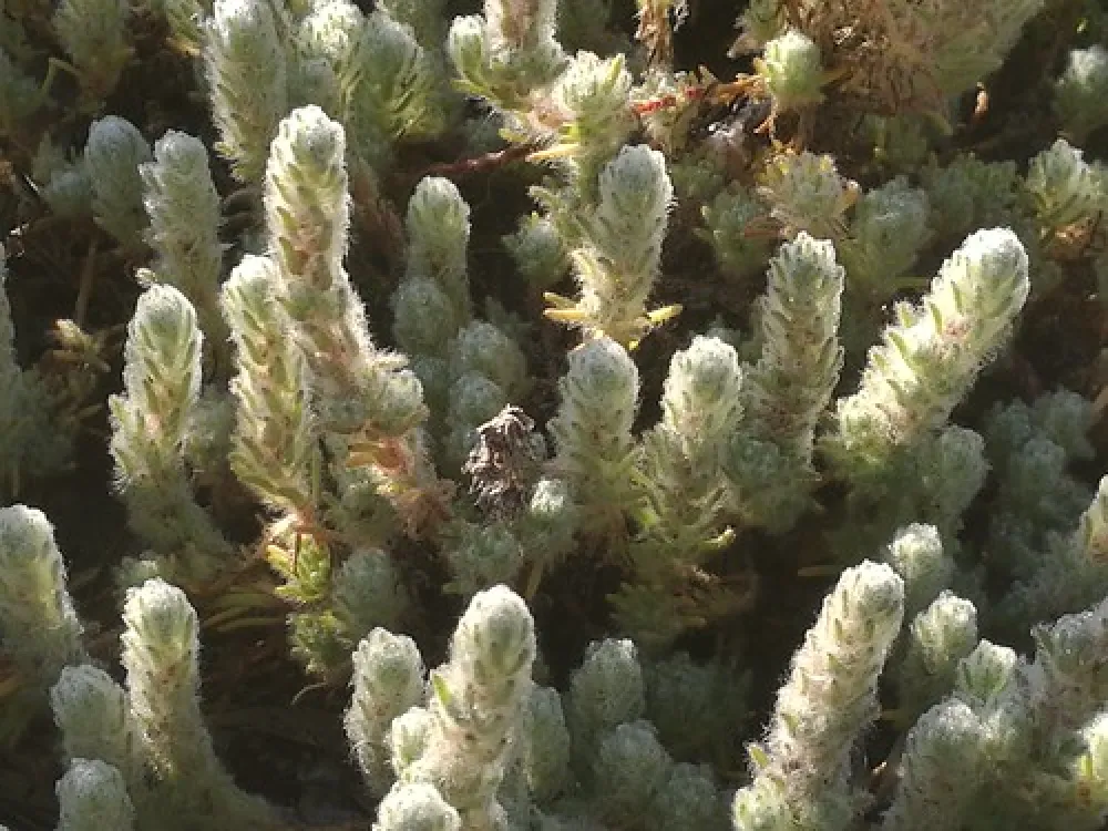 Sandy Point Reserve Campground