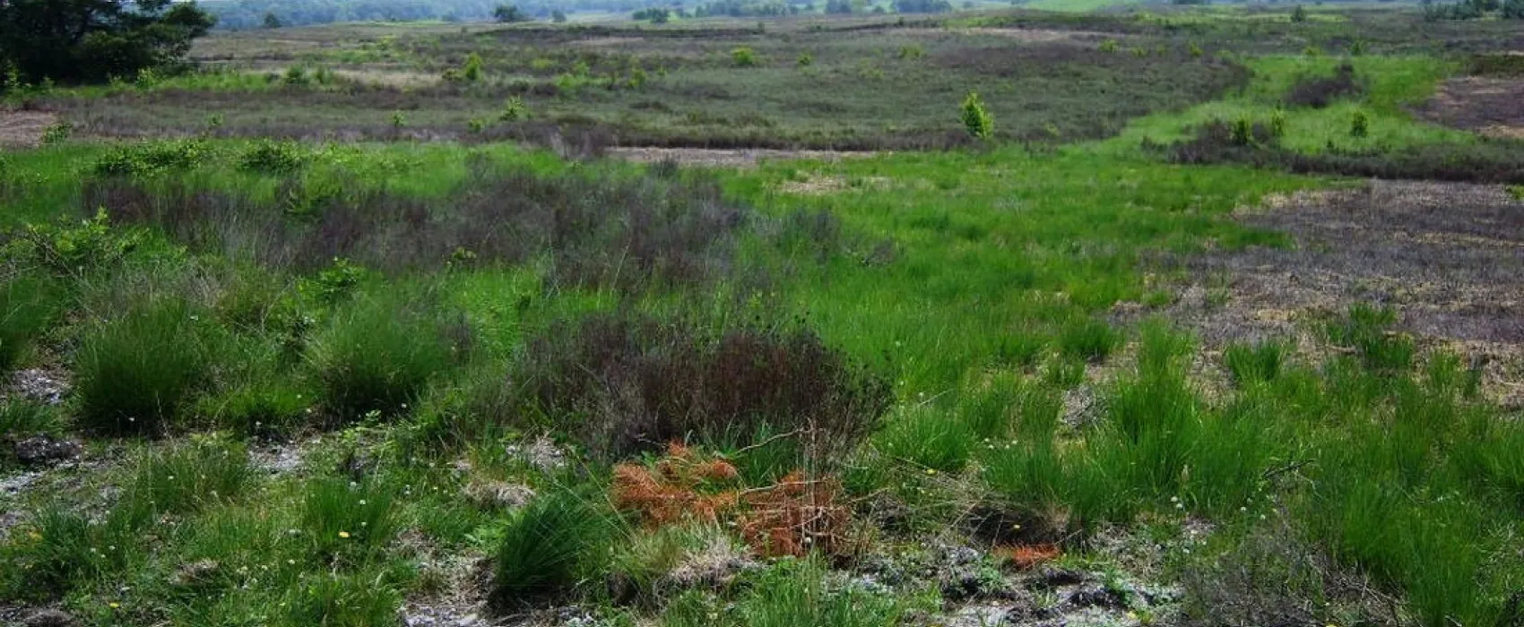 Camping De Wildhoeve