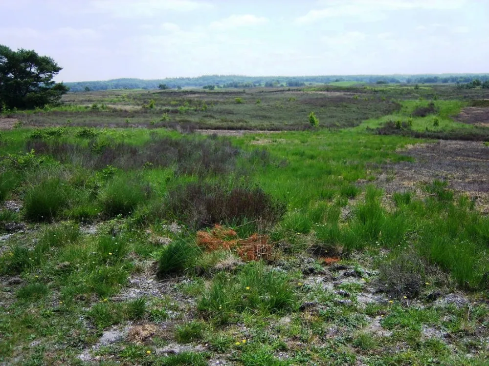 Camping De Wildhoeve