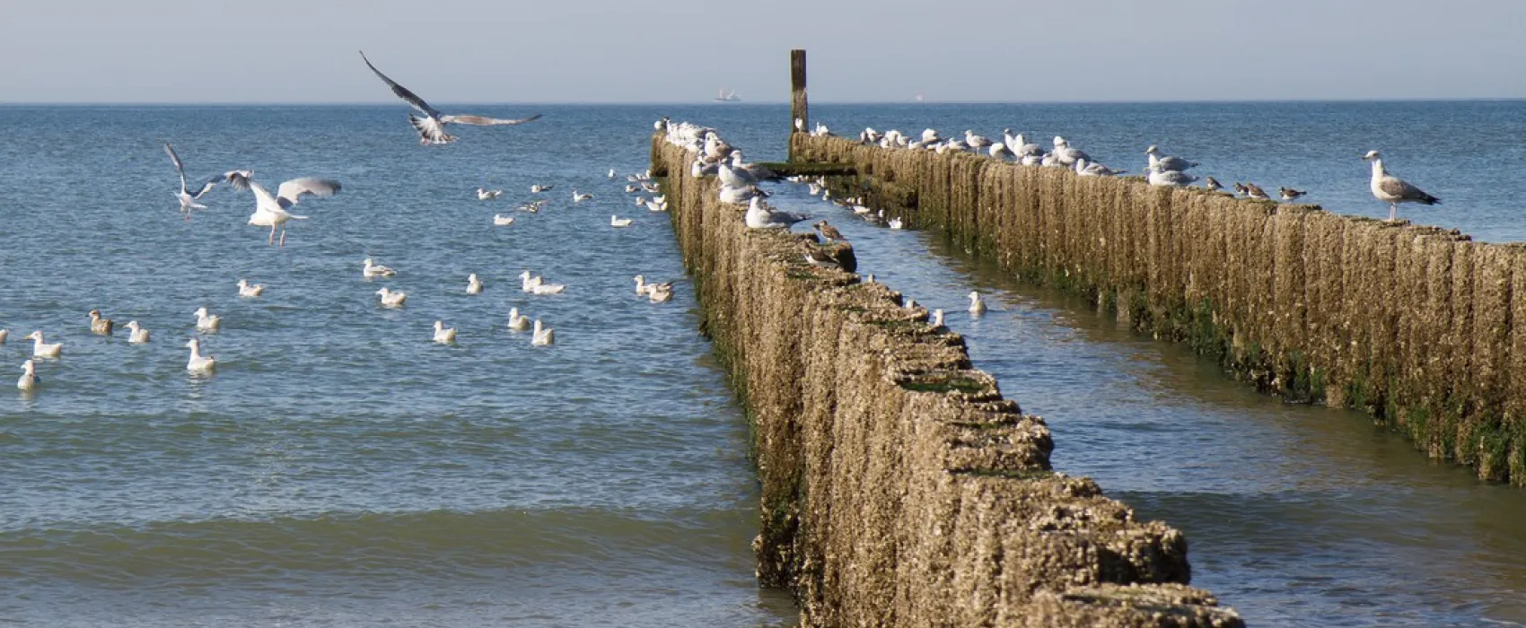 Minicamping de Vuurtoren