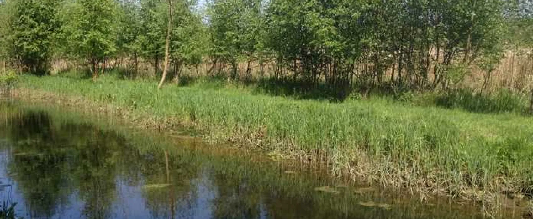 Alderfen Marshes