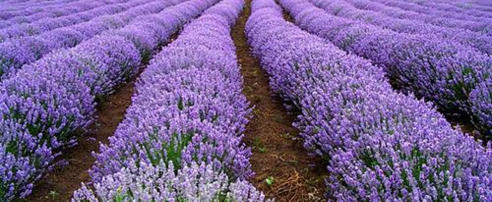 Camping Bulgaria Varbak