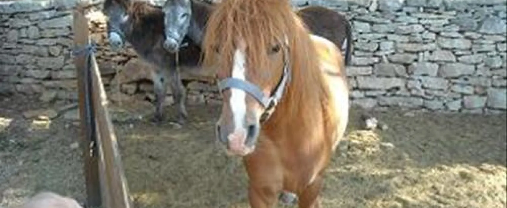 Camping la Valltorta