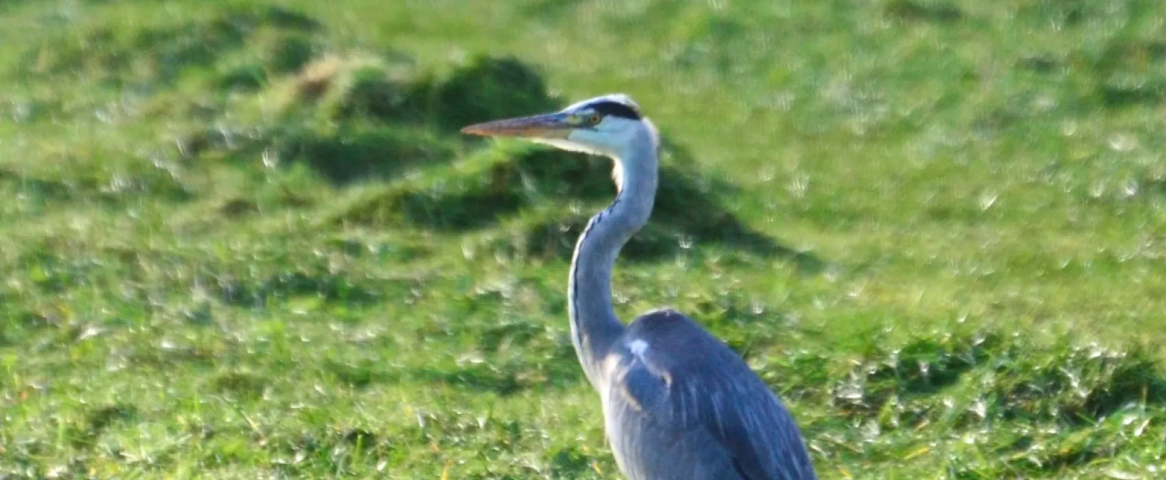 Camping De Frije Fries