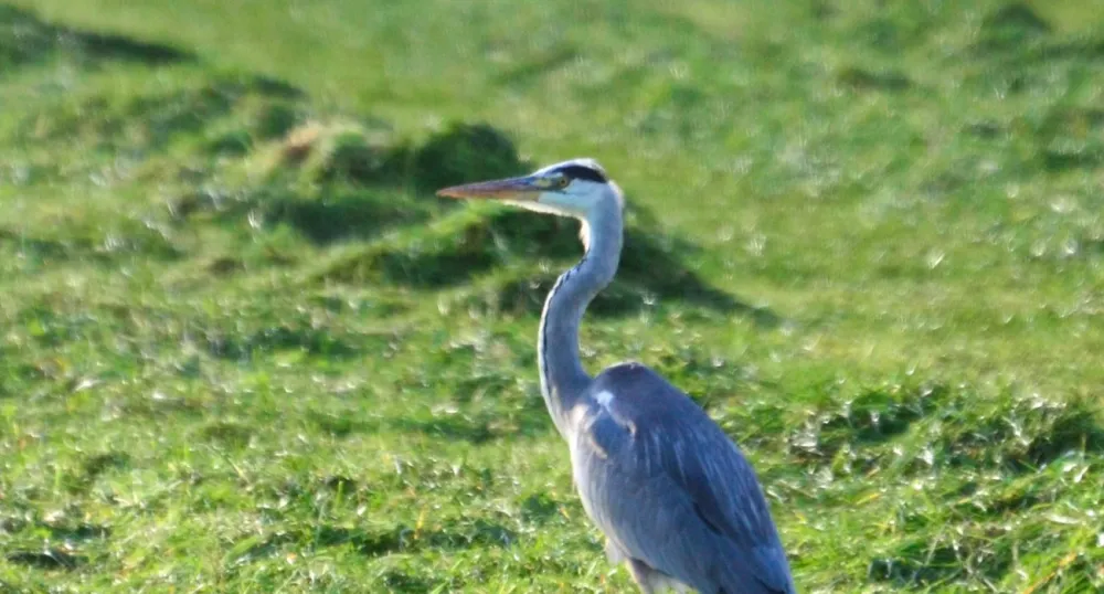 Camping De Frije Fries
