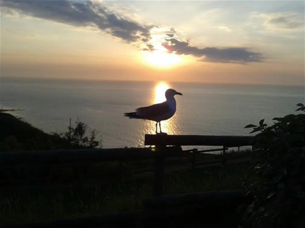 Flower Camping De Reneville