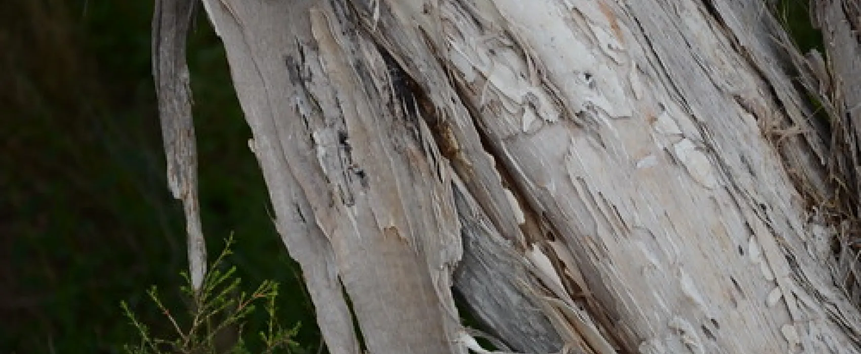 Bool Lagoon Campground