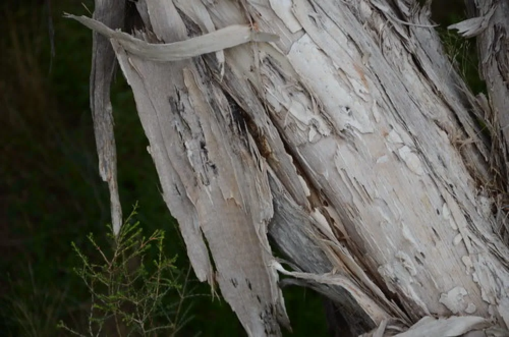 Bool Lagoon Campground