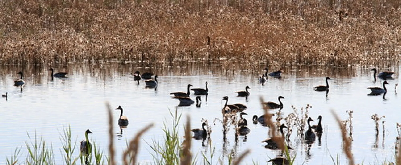 Bool Lagoon Campground